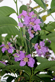紫薇花