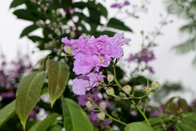 紫薇花