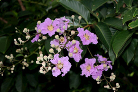 紫薇花