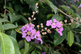 紫薇花