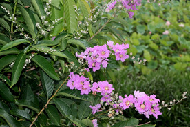 紫薇花