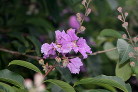 紫薇花