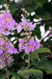 紫薇花