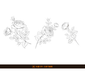 精致白描玫瑰花