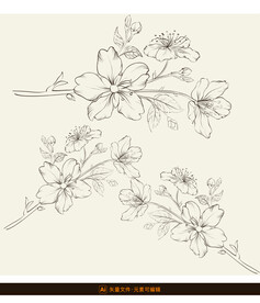 精致线描花卉素材