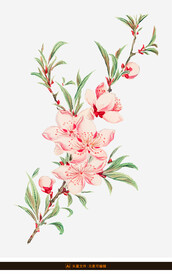 手绘水彩桃花素材