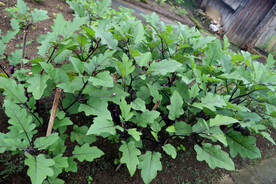 茄子种植