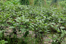 茄子种植