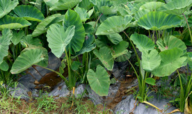 芋头种植