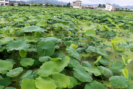 莲藕种植