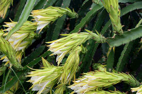 火龙果花