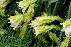 火龙果花
