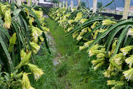 火龙果花