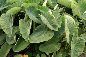 槟榔芋头种植