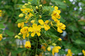 黄槐决明 决明 黄花 花卉 黄