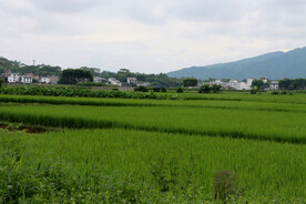 南方农村风光