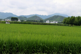 田园风光
