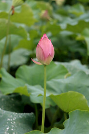 荷花花苞