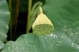 莲子