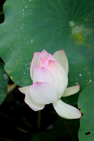 荷花花苞