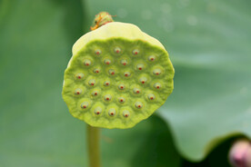 莲子
