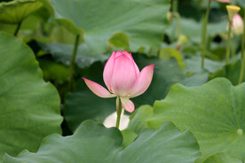荷花花苞