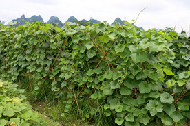 丝瓜植物