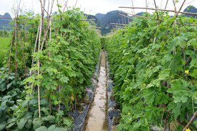 苦瓜种植