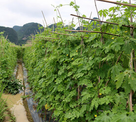 苦瓜种植