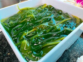 海带苗