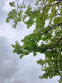 天空小雨树枝 乌云夭矫天欲雨