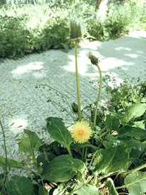 道边小黄花蒲公英芳草留人意自闲