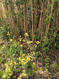 篱笆黄色小野菊 野花向客开如笑