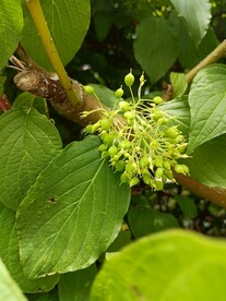 花枝树枝 果实 美丽就在细微处