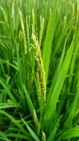 稻花