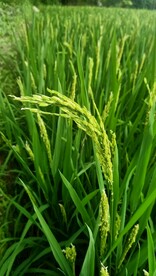 稻花