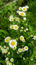 野菊花