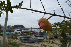 海岛石榴