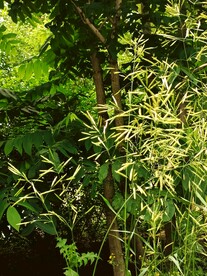 纤细中却有一点隐隐的风骨无名草