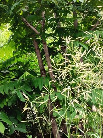 纤细中却有一点隐隐的风骨无名草