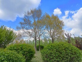 早春蓝天白云公园里寂静无人山顶