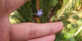 蓝花参