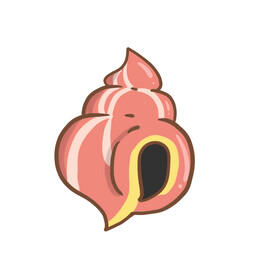 黑白海螺