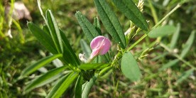 大巢菜花