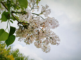 一枝紫色丁香花树 灿烂浓香怀旧