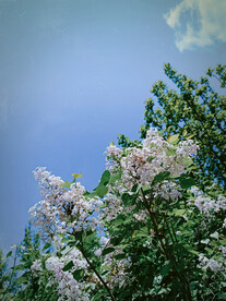 紫丁香花枝 风吹雨打 花繁叶茂
