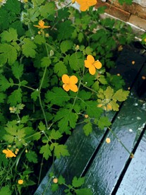 墙角的黄色野花 白屈菜 断肠草