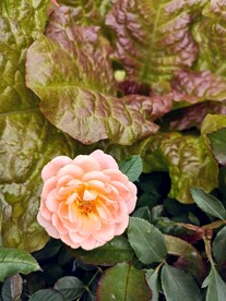生菜地里生长的一枝肉粉色月季花
