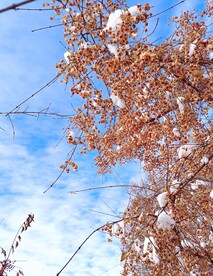 冬天大雪压树枝冰冻花枝蓝天白云