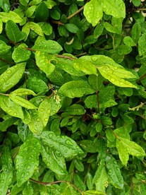 雨露晶莹润新绿